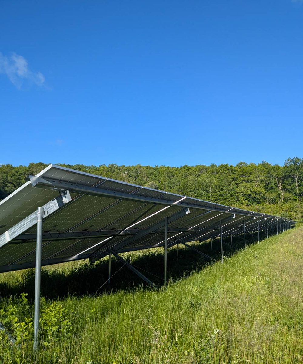 Before mowing: knee-high grass and weeds growing up into a row of solar panels
